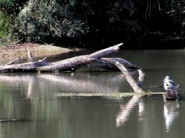 Canneto sull’Oglio, fiume Chiese, paesaggi e memorie nella mostra fotografica
