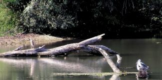 Canneto sull’Oglio, fiume Chiese, paesaggi e memorie nella mostra fotografica