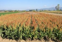 Clima e siccità spingono il sorgo, crescono le superfici nel Mantovano
