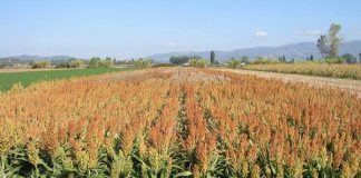 Clima e siccità spingono il sorgo, crescono le superfici nel Mantovano