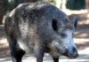 Il cinghiale attraversa la strada, scontro tra 3 auto e 4 feriti
