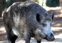Il cinghiale attraversa la strada, scontro tra 3 auto e 4 feriti