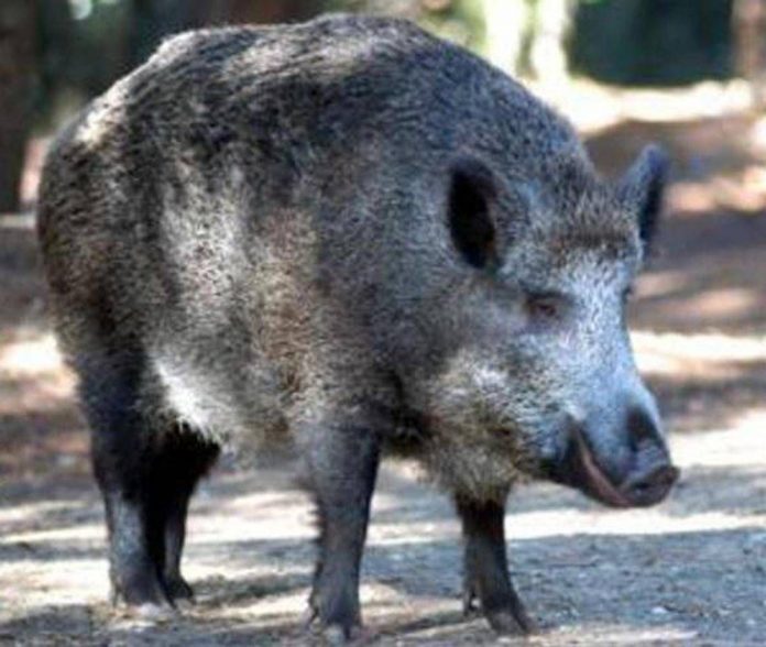 cinghiale_adn