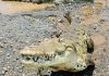 Brisbane 2032, ok al fiume dei coccodrilli: gare di canottaggio si faranno sul Fitzroy