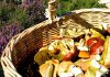 Alimenti: torna la raccolta di funghi, tossicologo Mannaioni ‘controllateli sempre’