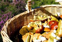 Alimenti: torna la raccolta di funghi, tossicologo Mannaioni ‘controllateli sempre’