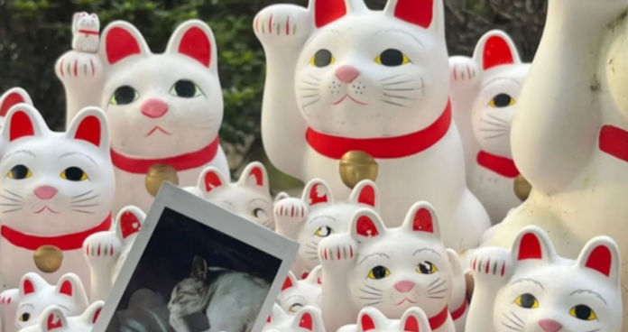 gatti-maneki-neko