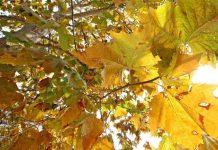 Entra l’autunno, dall’immunologo le 10 regole a tavola per ‘rieducare’ l’organismo