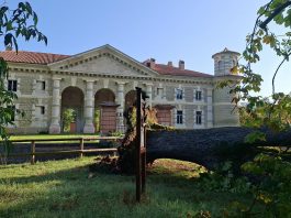 Bosco Fontana chiude: centinaia gli alberi abbattuti dalla tromba d’aria, compreso ippocastano monumentale