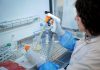 Un nuovo consorzio europeo per sperimentare un’immunoterapia innovativa contro un aggressivo tumore cerebrale pediatrico
