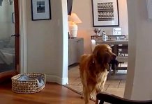 Il ladro entra in casa, il labrador fa festa e porta i giochi…