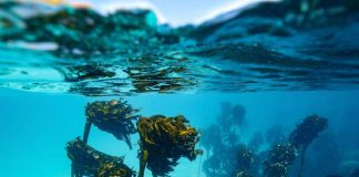 Alaska, 15enne sopravvive due giorni in mare aggrappato a barca capovolta. Morto il fratello