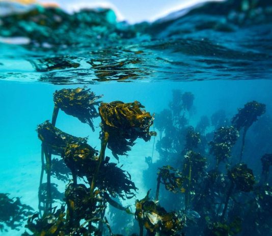 In Alaska un 15enne sopravvive due giorni in mare aggrappato a barca capovolta: morto il fratello