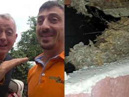 Pierluigi Diaco e Alessio Orsingher punti dalle vespe in casa, interviene il disinfestatore: “Nido enorme”