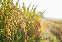Agroalimentare, Ismea: superati sistema dei bandi per finanziamenti a condizioni di mercato