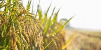 Agroalimentare, Ismea: superati sistema dei bandi per finanziamenti a condizioni di mercato