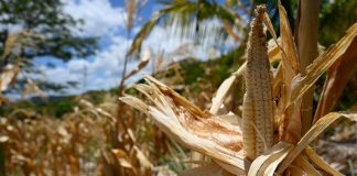 El Niño, Ocse: “Al 95% sarà molto intenso, impatto su raccolti e prezzi alimentari”