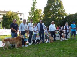 Suzzara, una domenica dedicata ai cani: torna “Suzzara a 6 zampe”