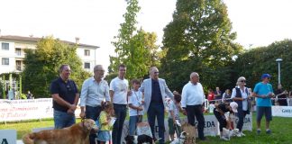 Suzzara, una domenica dedicata ai cani: torna “Suzzara a 6 zampe”