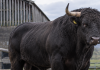 Goito, paura nell’azienda agricola: colpito da un toro, titolare 64enne ricoverato al Poma
