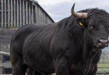 Goito, paura nell’azienda agricola: colpito da un toro, titolare 64enne ricoverato al Poma