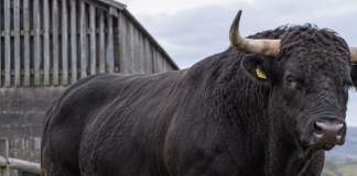 Goito, paura nell’azienda agricola: colpito da un toro, titolare 64enne ricoverato al Poma