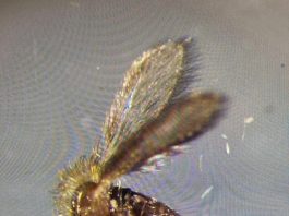 Tutto sui pappataci, vettori del Toscana virus. “Sempre più diffusi al Nord”