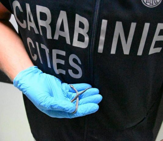 Palermo, fermento all’aeroporto: trovato piccolo serpente sul volo da Lampedusa