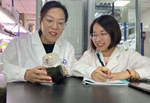 Cina, scoperta la pianta desertica “più resistente” anche nello spazio