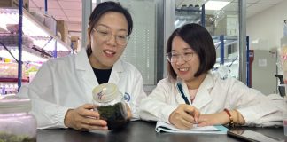 Cina, scoperta la pianta desertica “più resistente” anche nello spazio