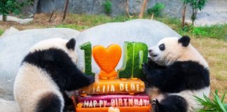 L’Ocean Park di Hong Kong celebra i 50 anni con nuove strutture e iniziative