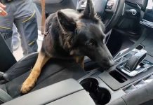Maxisequestro di 22 Kg di cocaina nel catanese, arrestato 36enne serbo