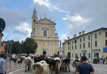 Roverbella, la transumanza passa in centro: grandi e piccoli incantati dalla mandria di mucche