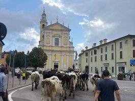 Roverbella, la transumanza passa in centro: grandi e piccoli incantati dalla mandria di mucche