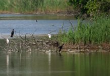 Palidano, la vasca di Loghino Po Vecchio si conferma un’oasi di biodiversità
