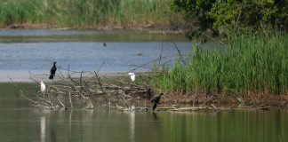 Palidano, la vasca di Loghino Po Vecchio si conferma un’oasi di biodiversità