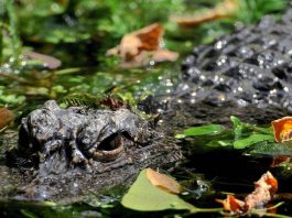 Aggredito e trascinato sott’acqua da un alligatore mentre pesca: morto 71enne