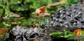 Aggredito e trascinato sott’acqua da un alligatore mentre pesca: morto 71enne