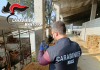 Asola, i Carabinieri del Nas chiudono due allevamenti suinicoli: blocco per 9mila capi