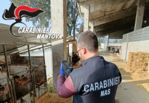 Prevenzione della peste suina, i Nas chiudono due allevamenti suinicoli: blocco per 9mila capi