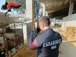 Prevenzione della peste suina, i Nas chiudono due allevamenti asolani: blocco per 9mila capi