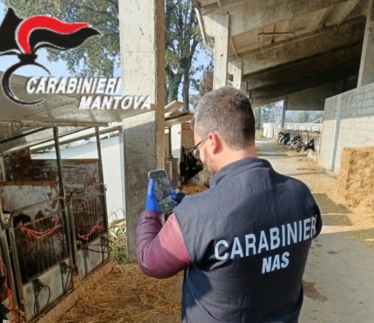 Asola, i Carabinieri del Nas chiudono due allevamenti suinicoli: blocco per 9mila capi