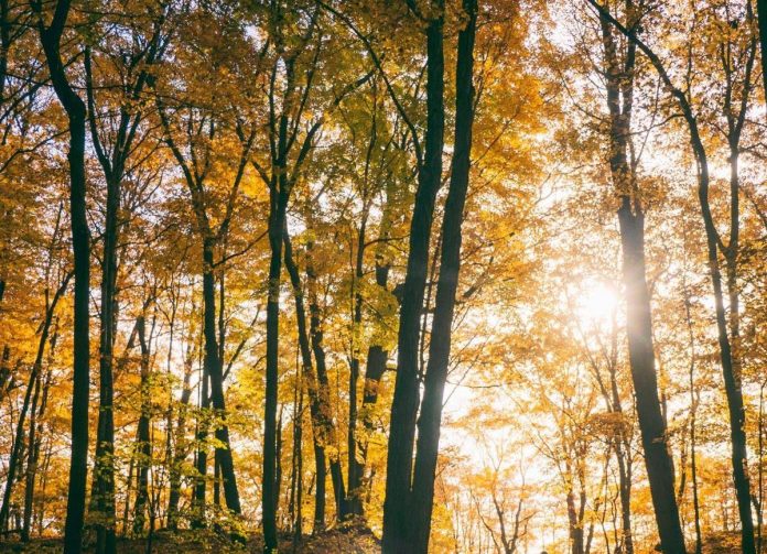 autunno8_123rf_free-1