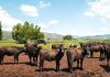 A Sorrento il World Buffalo Congress, dopo 20 anni torna in Italia