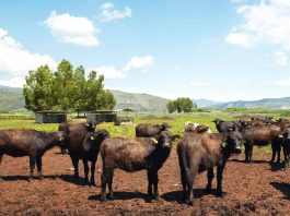 A Sorrento il World Buffalo Congress, dopo 20 anni torna in Italia