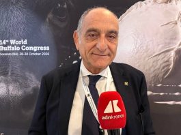 Campanile (Buffalo Federation), “Robotica e genomica cambieranno l’allevamento”