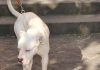 Seduta al tavolino di un bar viene azzannata in testa da un cane sfuggito alla dog sitter