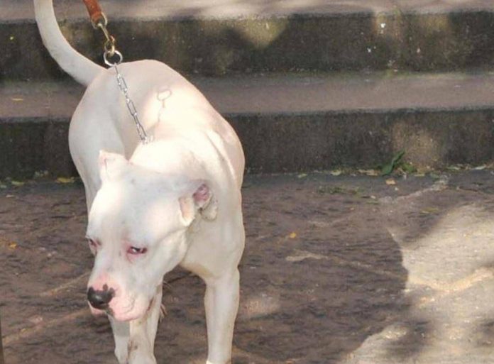 cane_amstaff_ipa