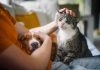 Legame persone-animali non è semplice convivenza, ecco l’effetto ‘pawsitivity’ che fa bene alla salute mentale
