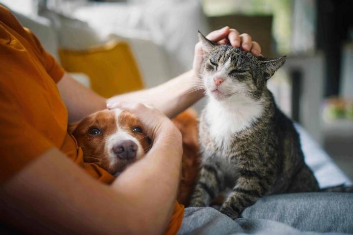 cane_e_gatto